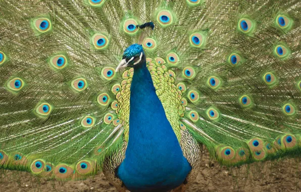 Животные, птицы, синий, яркий, зеленый, перо, перья, павлин