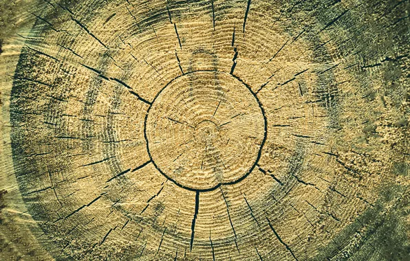 Трещины, дерево, текстура, кольца