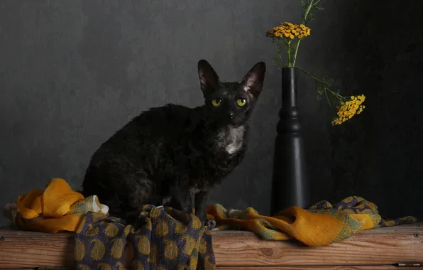 Кошка, кот, взгляд, цветы, поза, черный, доски, букет