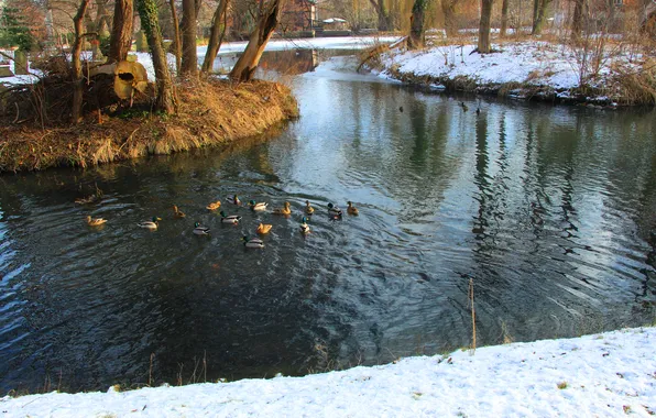 Bird, water, park, pond, ducks, swim