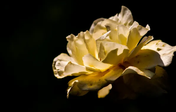 Фон, розы, лепестки