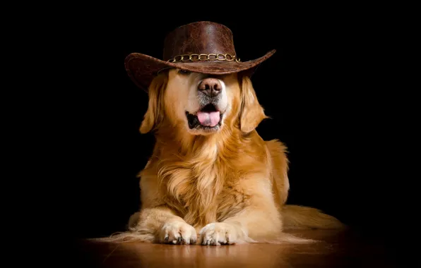 Картинка собака, шляпа, чёрный фон
