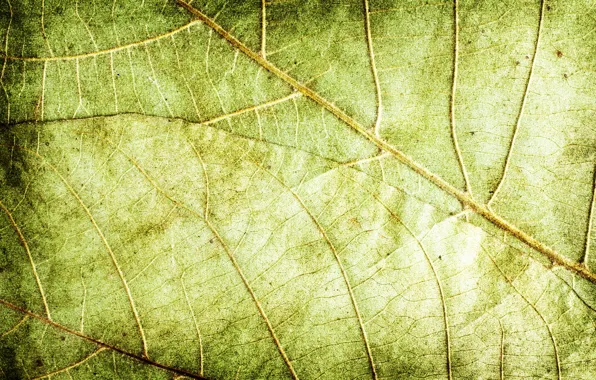 Листья, зеленый, фон, текстура