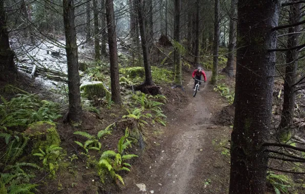 Лес, природа, спорт, велосипедист, mountain bike