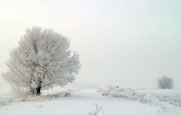 Картинка зима, снег, деревья, туман