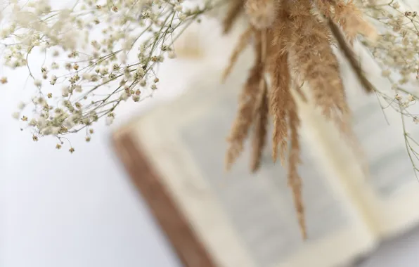 Love, Christian, God, Jesus, Gras, Holy Bible, Jasmin Ne, Bilbe