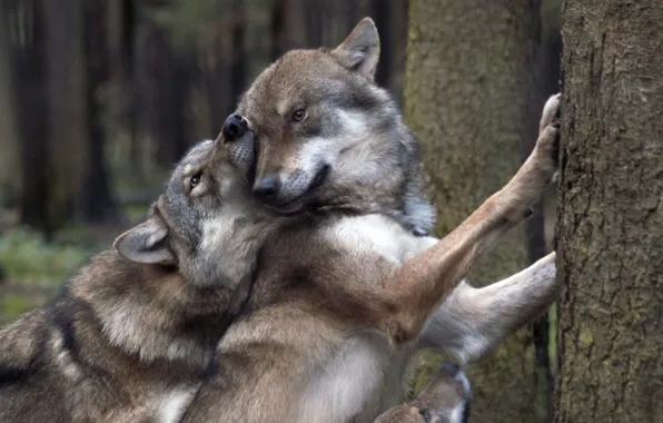 Картинка nature, predator, animal, wolf, wildlife, portrait, portrait., Canis lupus. face