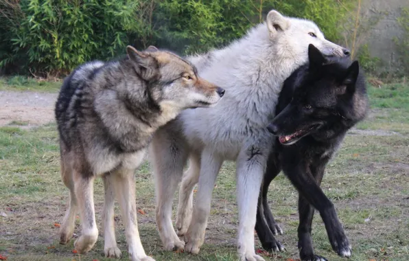Картинка nature, snow, predator, face, animal, wolf, wildlife, portrait