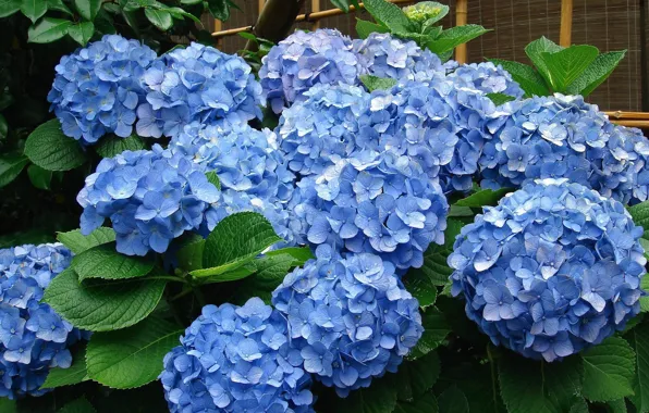 Картинка листья, цветы, голубой, сад, цветение, кусты, много, гортензия