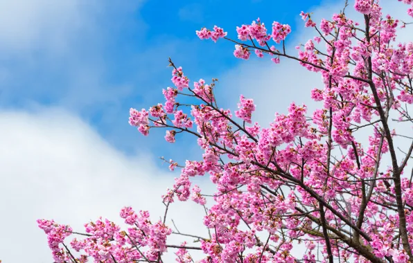 Ветки, весна, сакура, цветение, pink, blossom, sakura, cherry