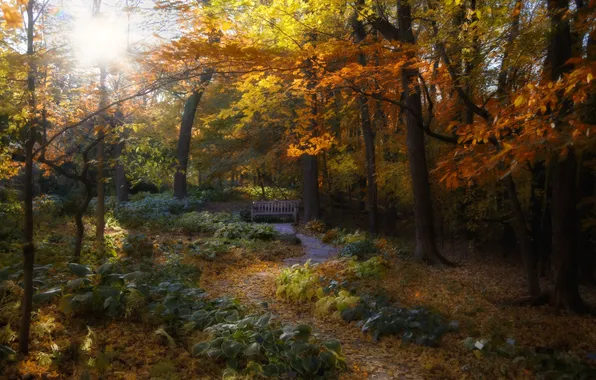 Картинка осень, лес, листья, солнце, деревья, ветки, путь, листва