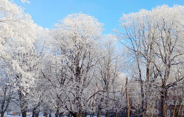 Sky, winter, snow, tree, frost