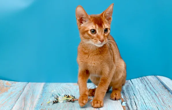 Кошка, взгляд, поза, котенок, игрушка, доски, рыжий, мордашка