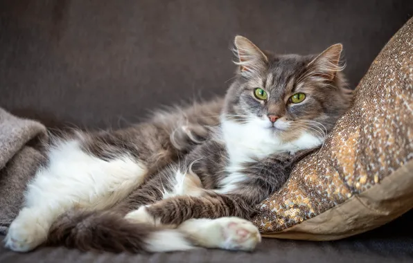Кошка, кот, взгляд, морда, уют, серый, диван, портрет
