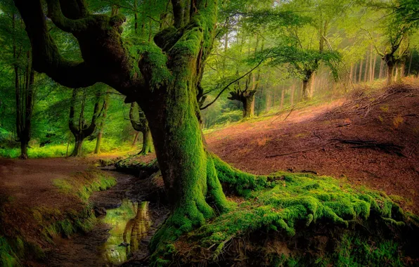 Картинка зелень, лес, вода, деревья, мох, склон