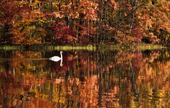 Картинка осень, лес, вода, деревья, пейзаж, природа, озеро