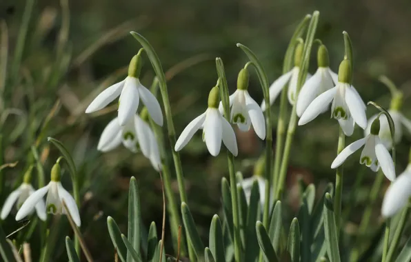 White, flower, snowdrops