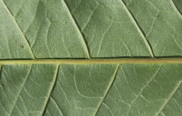 Картинка green, leaf, plant, chlorophyll