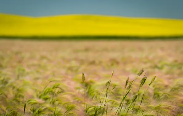 Пшеница, поле, лето, рапс