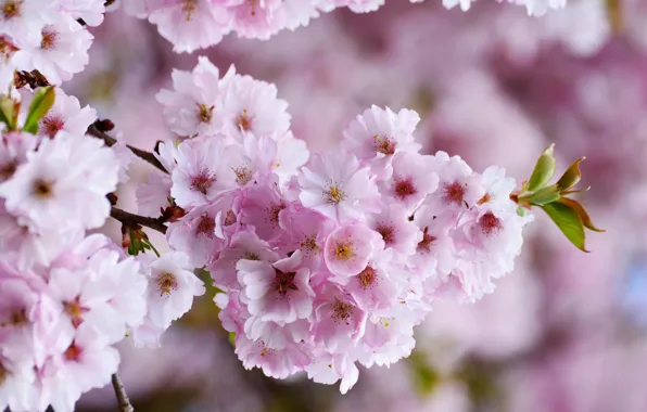 Весна, цветущие деревья, розовый цветок, вишнёвое дерево, дерево цветёт, вишни в цвету