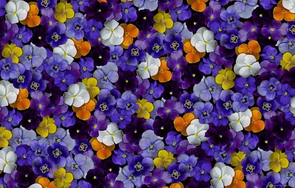 Картинка цветы, цветные, flowers, color, фиалки, violet