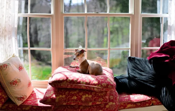 Взгляд, друг, собака