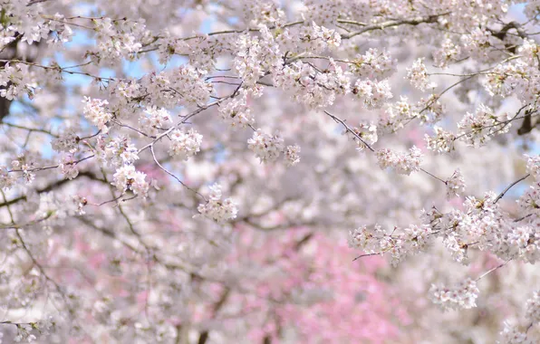 Деревья, вишня, весна, сакура, цветение