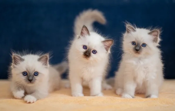 Картинка котята, трио, троица, Бирманская кошка