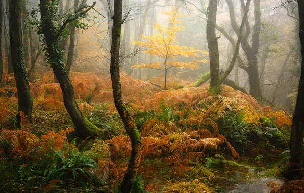 Nature, Fall, Foggy, Aesthetic, Thick forest, Autumn Forest