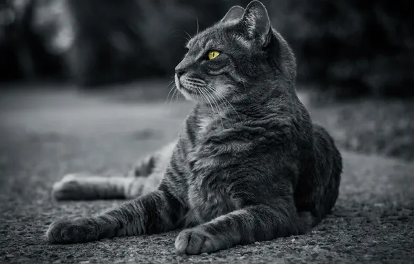 Дорога, кошка, кот, взгляд, поза, серый, лежит, мордашка