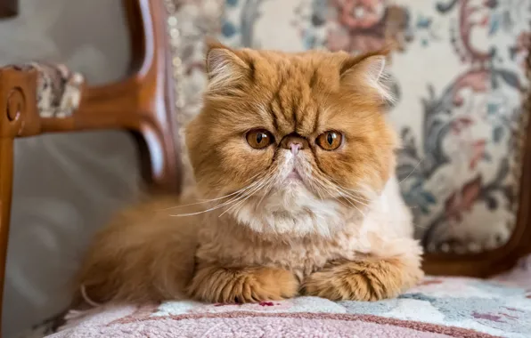 Кошка, кот, взгляд, поза, котенок, стрижка, кресло, рыжий