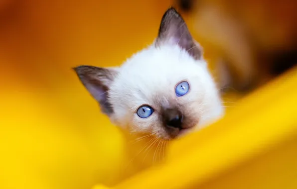 Кошка, кот, взгляд, крупный план, желтый, котенок, фон, портрет