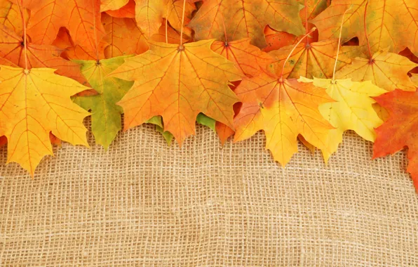 Осень, листья, яркие краски, увядание