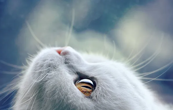 Картинка кошка, усы, морда, глаз, шерсть, белая, Kremena Pashova