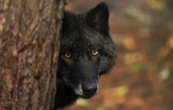 Картинка nature, predator, animal, wolf, wildlife, portrait., Canis lupus. face • wolf • portrait • predator