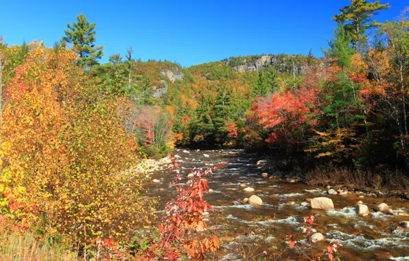 Картинка Осень, Лес, Камни, Fall, Речка, Autumn, Colors, River