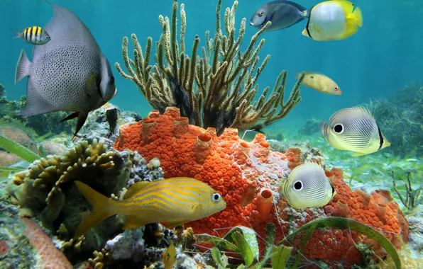Рыбки, океан, подводный мир, underwater, ocean, fishes, tropical, reef