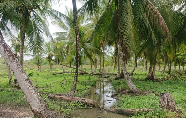 Suriname wallpapers, Coronie Suriname, Coconut trees wallpaper, Kokosnoten Suriname