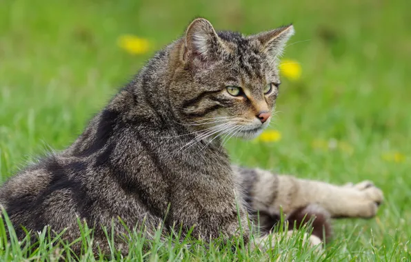 Кошка, трава, кот, серый, лежит, полосатый, дикий, лесной