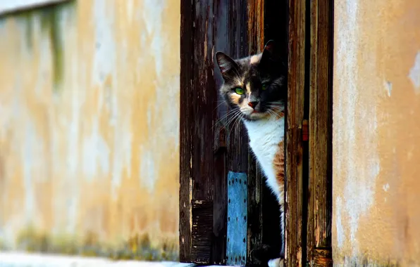 Картинка кот, стена, Дверь