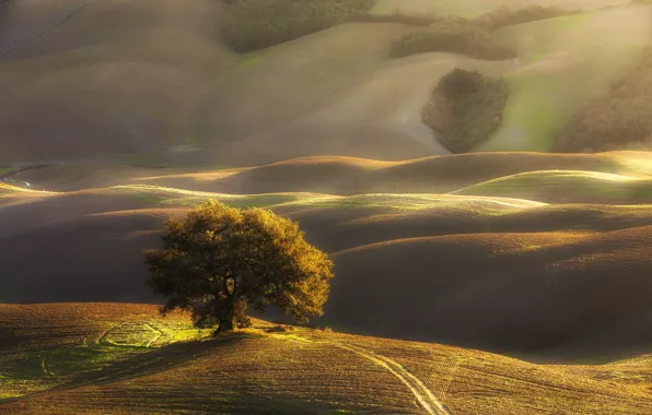 Картинка свет, дерево, холмы, утро, Италия, Тоскана