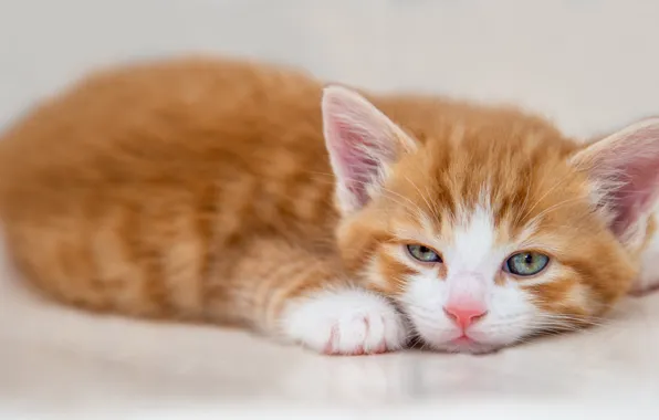 Кошка, белый, взгляд, поза, котенок, фон, портрет, светлый