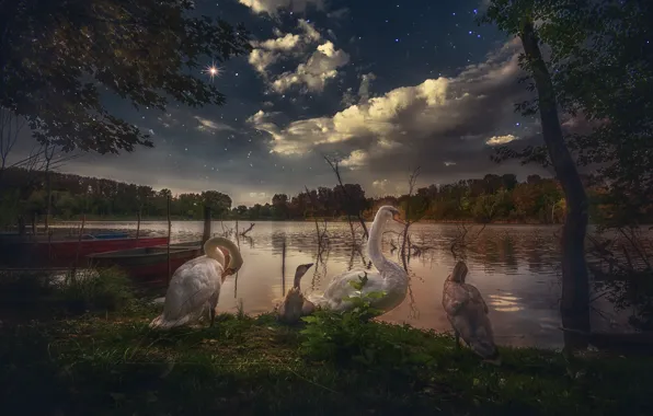 Картинка небо, деревья, птицы, ночь, озеро, звёзды, лебеди, птенцы