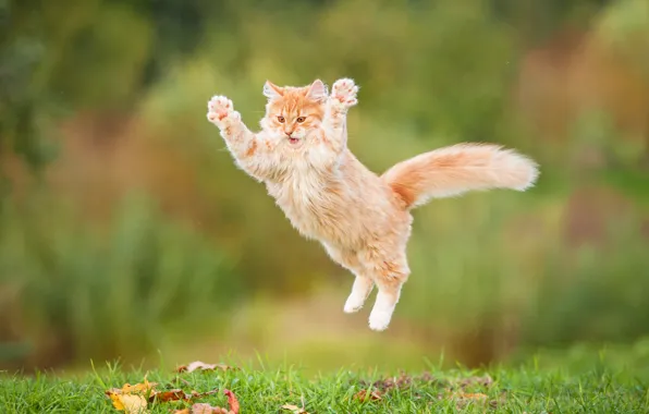 Кот, прыжок, пушистый, рыжий, рыжий кот