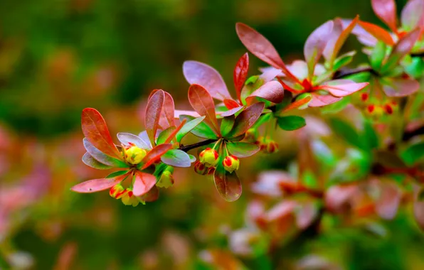 Spring, leaf, twig