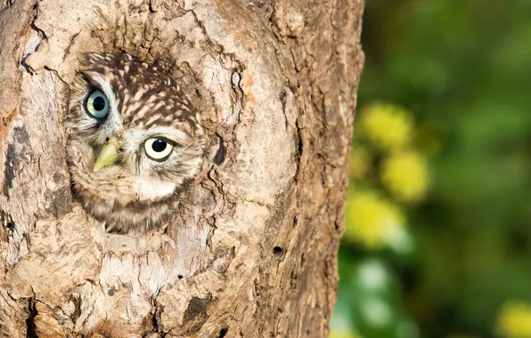 Картинка природа, птица, Little Owl