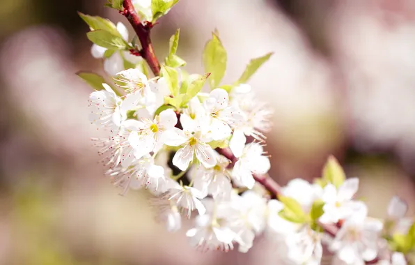 Макро, цветы, природа, вишня, розовый, ветка, весна, сакура