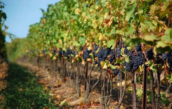 Wine, grapes, sunny, vineyard