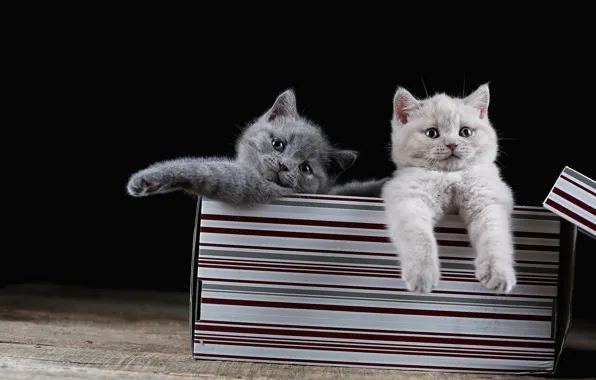 Кошки, поза, коробка, лапки, котята, парочка, британские