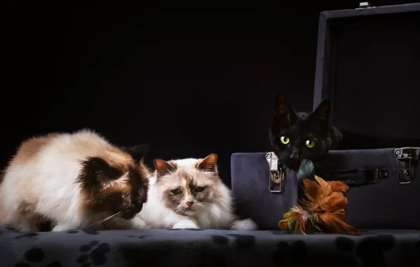 Кошки, темный фон, коты, чемодан, трио